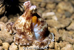 Off the Island of Samal philippines, by Eric Mcdonald 
